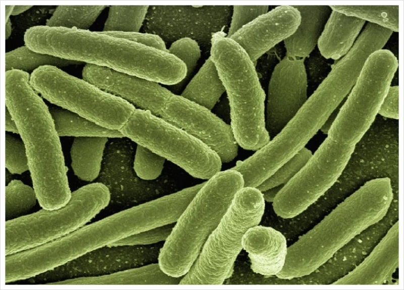 microbial contamination